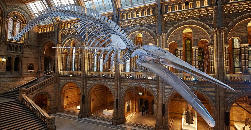 Image of Year 5 Trip to Natural History Museum